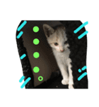 Cat-Club 2（個別スタンプ：24）