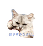 チンチラルキくん（個別スタンプ：3）