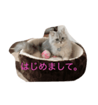 チンチラルキくん（個別スタンプ：6）