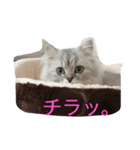 チンチラルキくん（個別スタンプ：7）