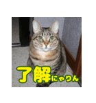 しーちゃんとくりまる（個別スタンプ：1）