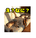 しーちゃんとくりまる（個別スタンプ：2）