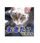しーちゃんとくりまる（個別スタンプ：4）