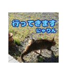 しーちゃんとくりまる（個別スタンプ：5）