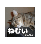 しーちゃんとくりまる（個別スタンプ：6）