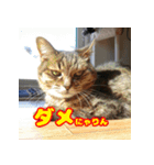 しーちゃんとくりまる（個別スタンプ：8）