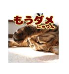 しーちゃんとくりまる（個別スタンプ：9）