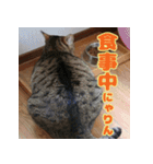 しーちゃんとくりまる（個別スタンプ：10）