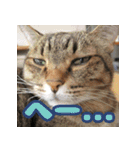 しーちゃんとくりまる（個別スタンプ：11）