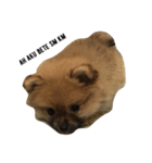 cute pomeranian is Gracy（個別スタンプ：1）