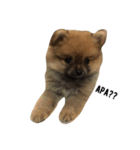 cute pomeranian is Gracy（個別スタンプ：2）