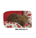 cute pomeranian is Gracy（個別スタンプ：3）