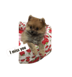 cute pomeranian is Gracy（個別スタンプ：4）