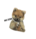 cute pomeranian is Gracy（個別スタンプ：5）