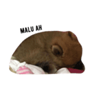 cute pomeranian is Gracy（個別スタンプ：6）