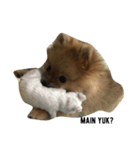 cute pomeranian is Gracy（個別スタンプ：7）