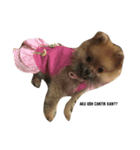 cute pomeranian is Gracy（個別スタンプ：8）
