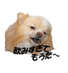 Pi＆Taro（個別スタンプ：3）