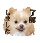 Pi＆Taro（個別スタンプ：4）