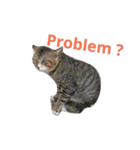 Pet Fun（個別スタンプ：1）