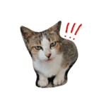Pet Fun（個別スタンプ：13）