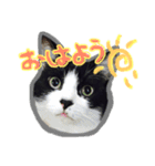 ハチワレ猫オルカのスタンプ（個別スタンプ：1）