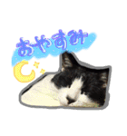 ハチワレ猫オルカのスタンプ（個別スタンプ：2）