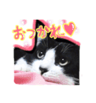 ハチワレ猫オルカのスタンプ（個別スタンプ：5）