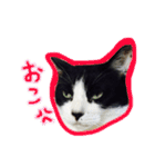 ハチワレ猫オルカのスタンプ（個別スタンプ：11）
