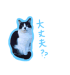 ハチワレ猫オルカのスタンプ（個別スタンプ：12）