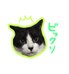 ハチワレ猫オルカのスタンプ（個別スタンプ：13）