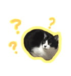 ハチワレ猫オルカのスタンプ（個別スタンプ：21）