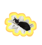 ハチワレ猫オルカのスタンプ（個別スタンプ：23）