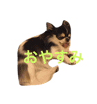 あんことこむさんとだいさん（個別スタンプ：8）