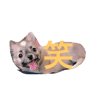 あんことこむさんとだいさん（個別スタンプ：16）