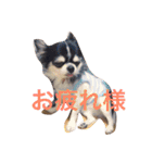 あんことこむさんとだいさん（個別スタンプ：20）