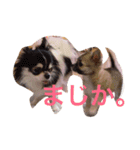あんことこむさんとだいさん（個別スタンプ：25）