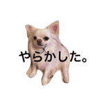 あんことこむさんとだいさん（個別スタンプ：30）