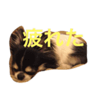 あんことこむさんとだいさん（個別スタンプ：31）