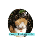 湘南ネコ日和（個別スタンプ：1）