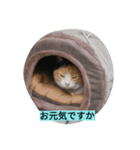 湘南ネコ日和（個別スタンプ：2）