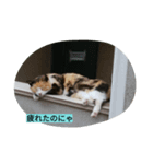 湘南ネコ日和（個別スタンプ：6）