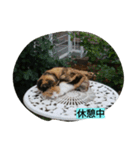 湘南ネコ日和（個別スタンプ：8）