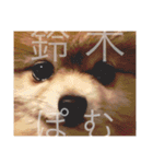ポメラニアン 鈴木ぽむの写真スタンプ（個別スタンプ：1）