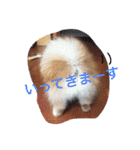 ポメラニアン 鈴木ぽむの写真スタンプ（個別スタンプ：5）
