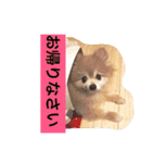 ポメラニアン 鈴木ぽむの写真スタンプ（個別スタンプ：7）