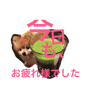 ポメラニアン 鈴木ぽむの写真スタンプ（個別スタンプ：8）