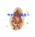 ポメラニアン 鈴木ぽむの写真スタンプ（個別スタンプ：10）