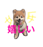 ポメラニアン 鈴木ぽむの写真スタンプ（個別スタンプ：11）