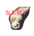 ポメラニアン 鈴木ぽむの写真スタンプ（個別スタンプ：19）